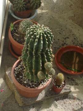 Image of Echinopsis oxygona