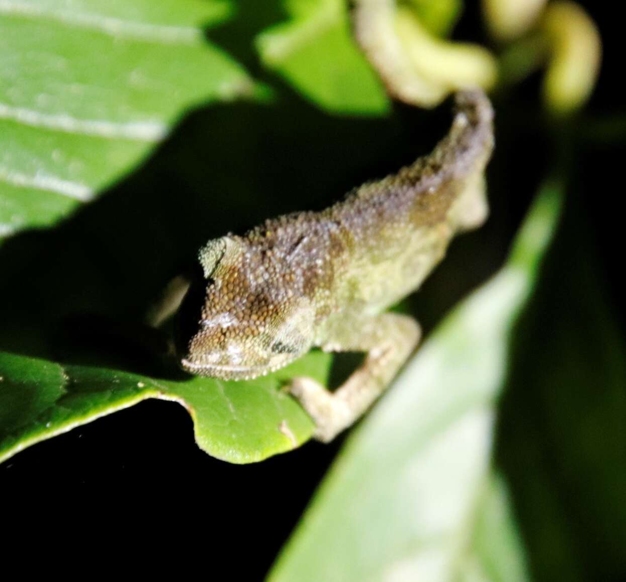 Image of Marshall's African Leaf Chameleon