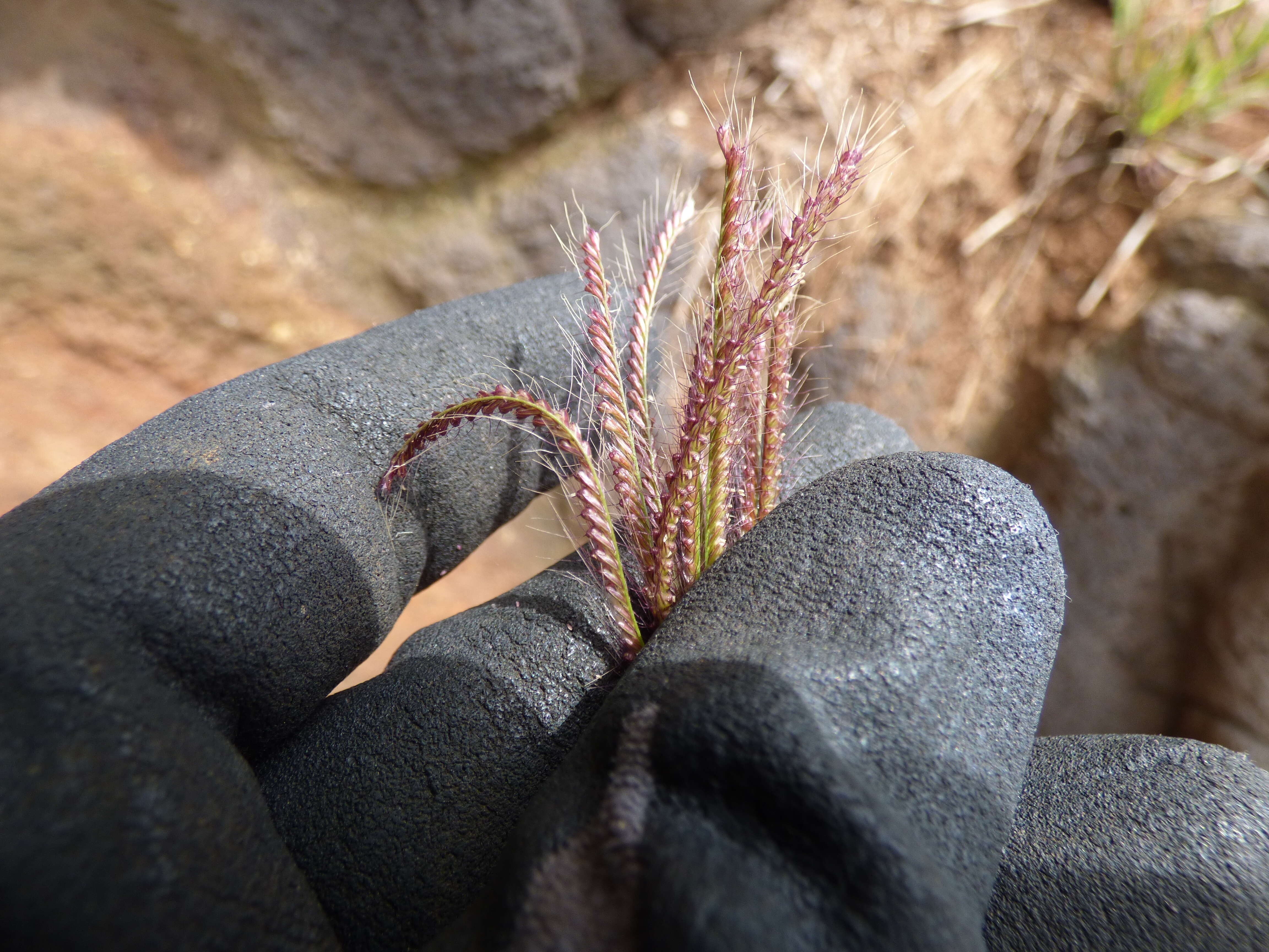 Image of swollen fingergrass