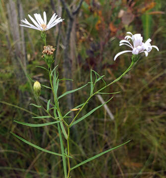 Image de Symphyotrichum boreale (Torr. & A. Gray) A. Löve & D. Löve