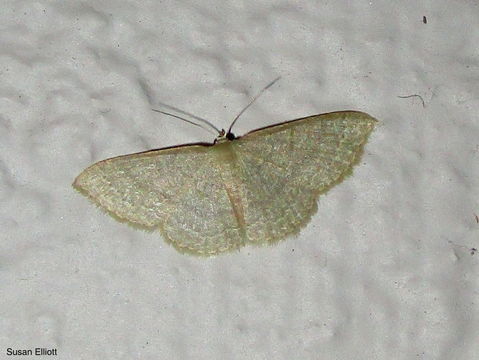 Image of Common Tan Wave