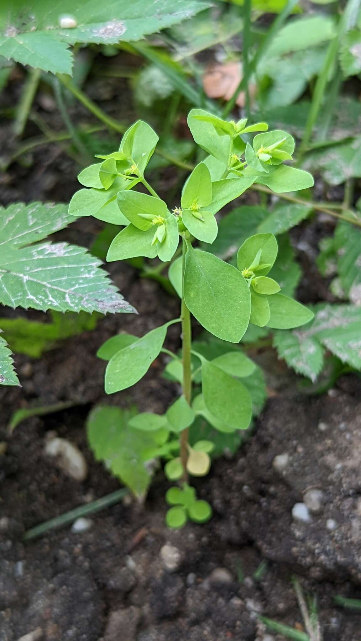 Image of cancer weed