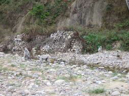 Image of Gray Langur