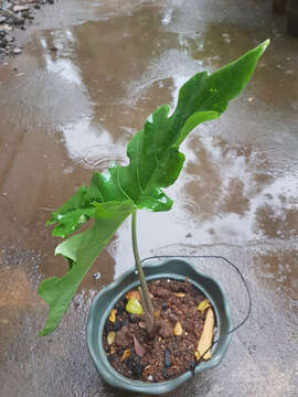 Image of Alocasia nycteris Medecilo, G. C. Yao & Madulid