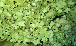 Image of Flavoparmelia soredians (Nyl.) Hale