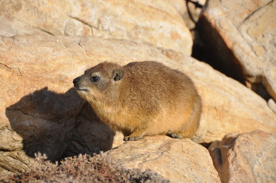 Image of Rock Hyrax