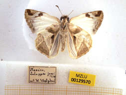 Image of Laviana White-Skipper