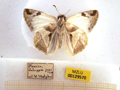 Image of Laviana White-Skipper