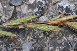 Image of Stem rust