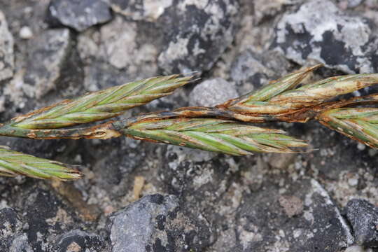 Слика од Puccinia graminis Pers. 1794