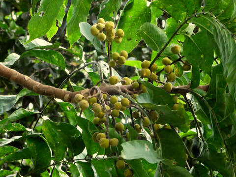 Image of Dysoxylum gaudichaudianum (Juss.) Miq.