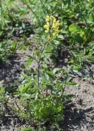 Image of Thermopsis lanceolata R. Br.