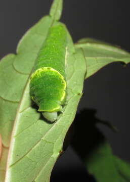 Image of Zanthoxylum rhetsa (Roxb.) DC.