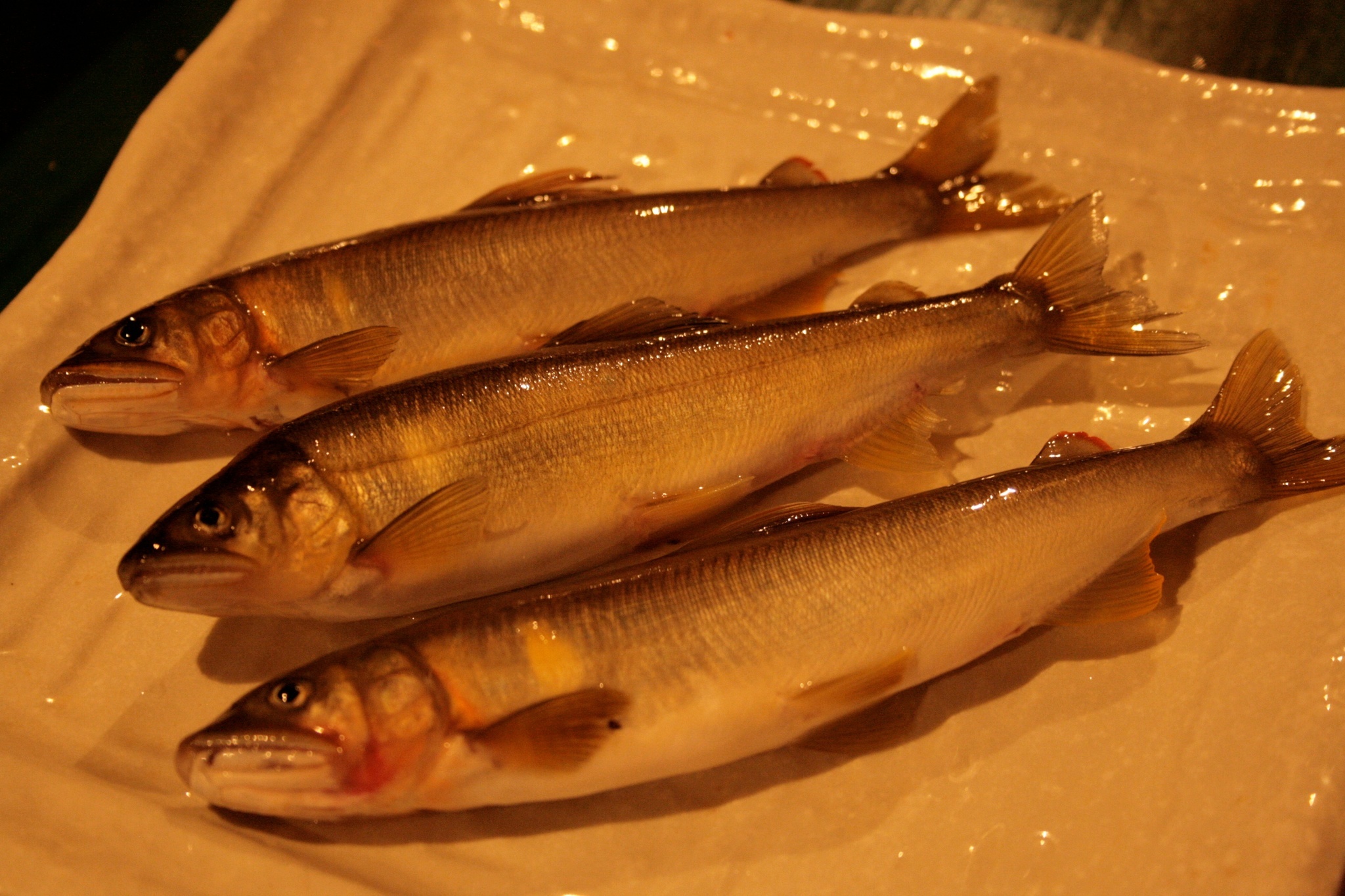 Image of Ayu sweetfish