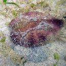 Image of Lovenia elongata (Gray 1845)