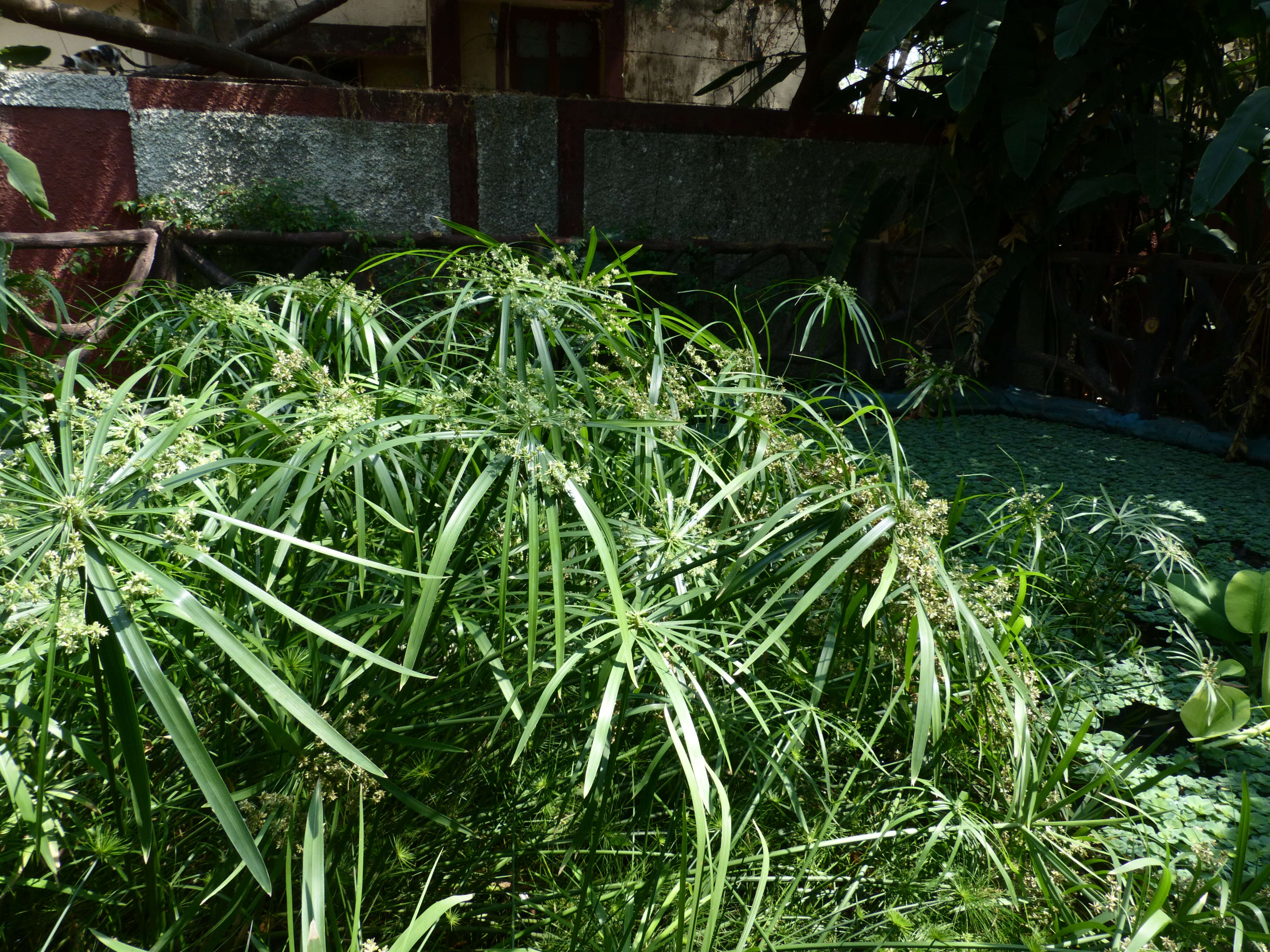 Sivun Cyperus alternifolius L. kuva