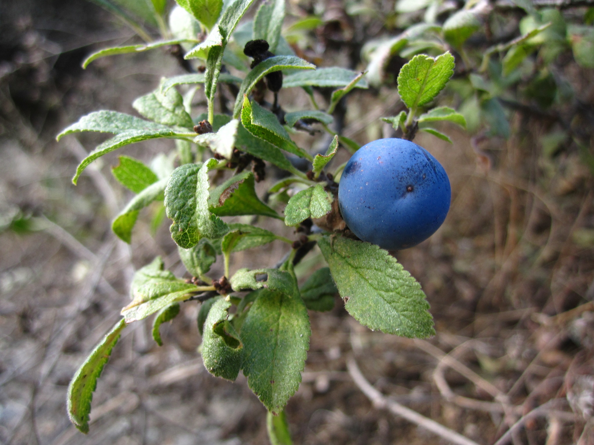 Image of <i>Prunus spinosa</i>