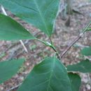 Image of <i>Magnolia <i>acuminata</i></i> acuminata