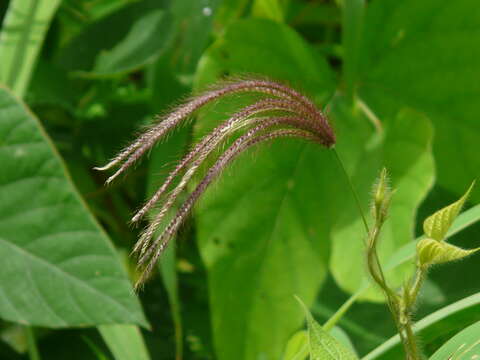 Image of swollen fingergrass