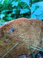 Image de Polypore du robinier