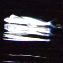 Image of California flyingfish