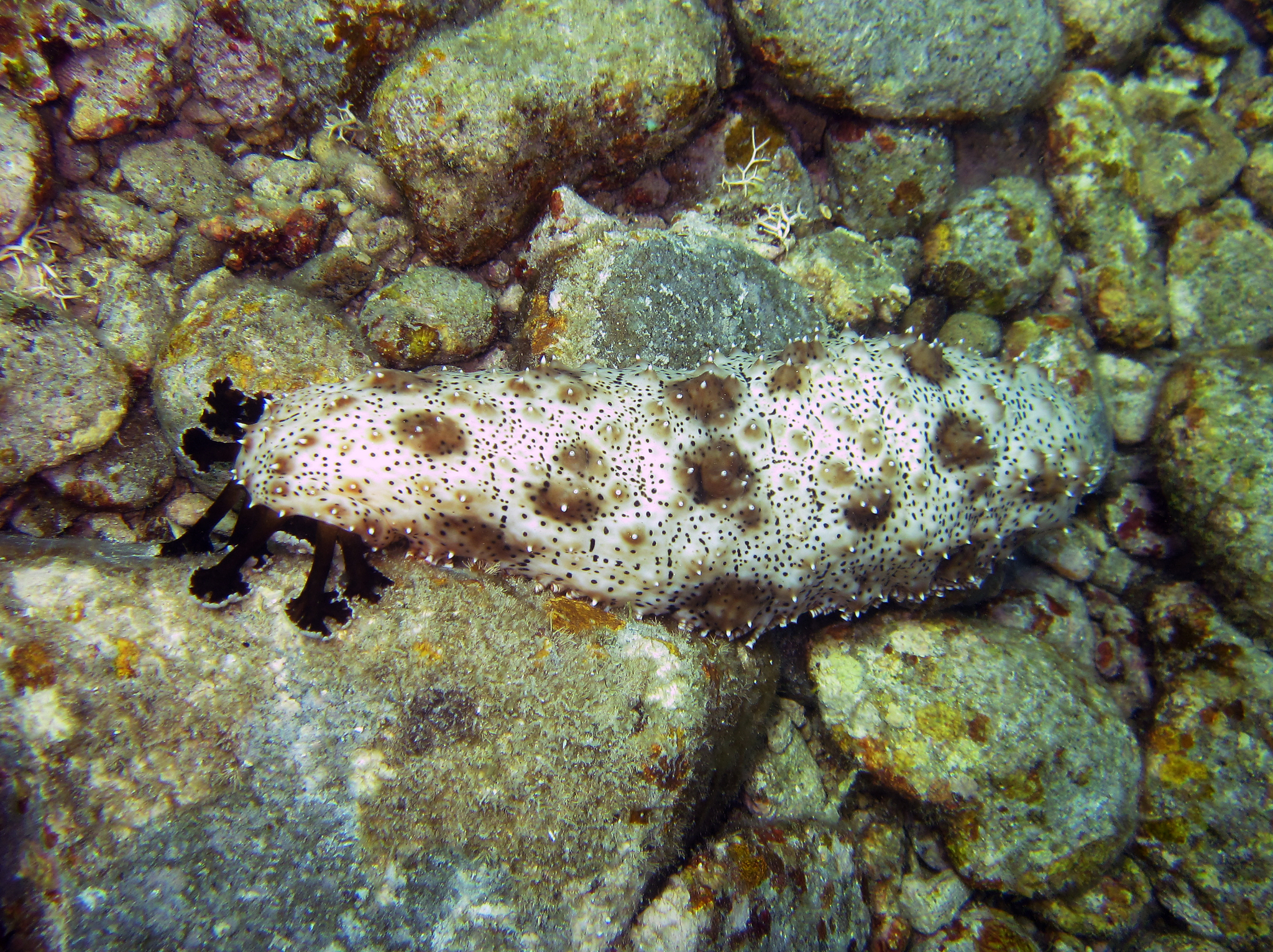 Image of Graeffe's Sea Cucumber