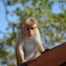Image of Toque macaque