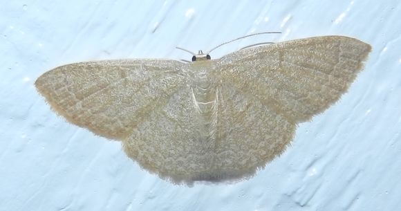 Image of Common Tan Wave