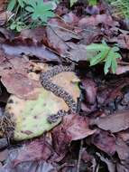 Image of Querétaro dusky rattlesnake