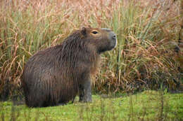 Image of Capybaras