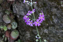 Image of Baby primula