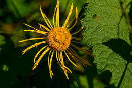 Image of Inula magnifica Lipsky