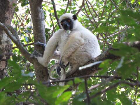 Sivun Propithecus deckenii Peters 1870 kuva