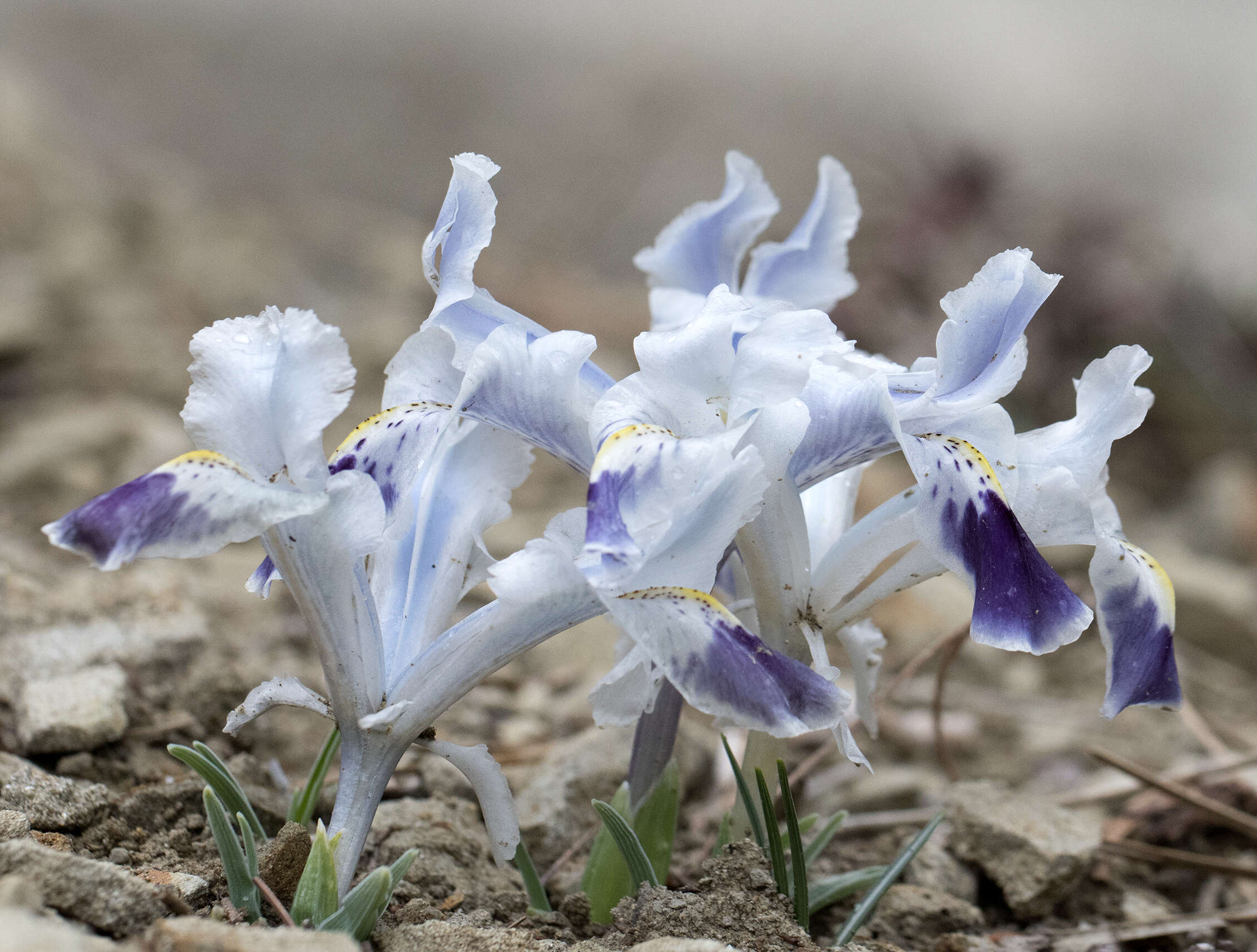 Imagem de Iris stenophylla Hausskn. ex Baker