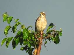 Image of Grey-faced Buzzard