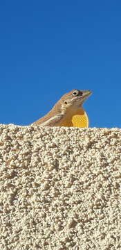 Image of Anguilla Bank Anole