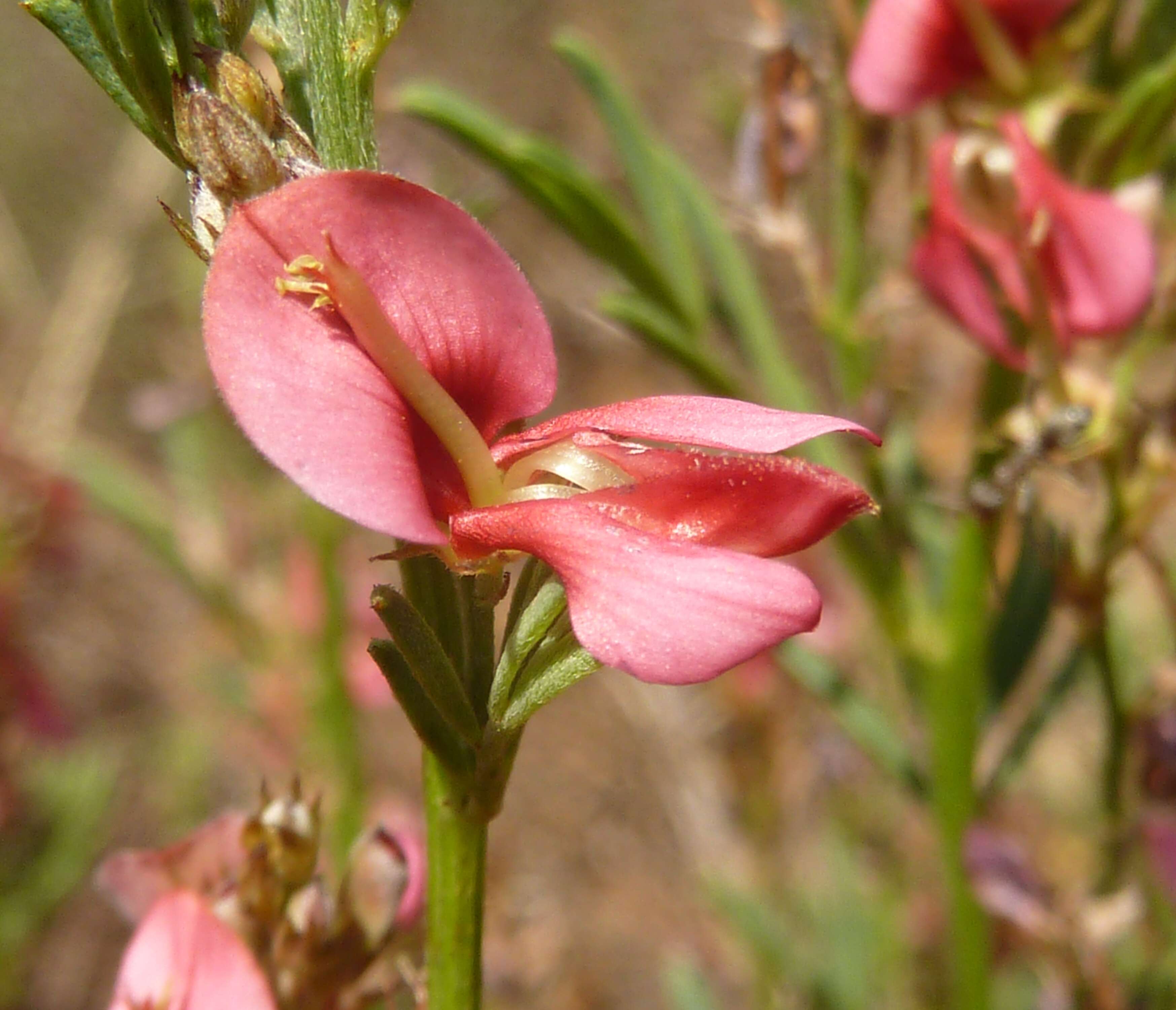 Indigofera hilaris Eckl. & Zeyh.的圖片