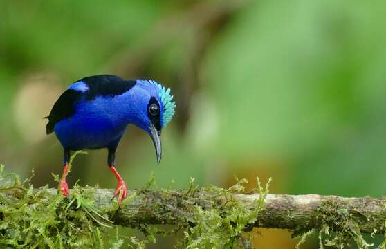 Image of Honeycreeper