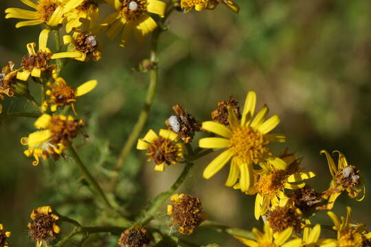 Image of Botanophila seneciella (Meade 1892)