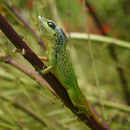Image of Barbados anole