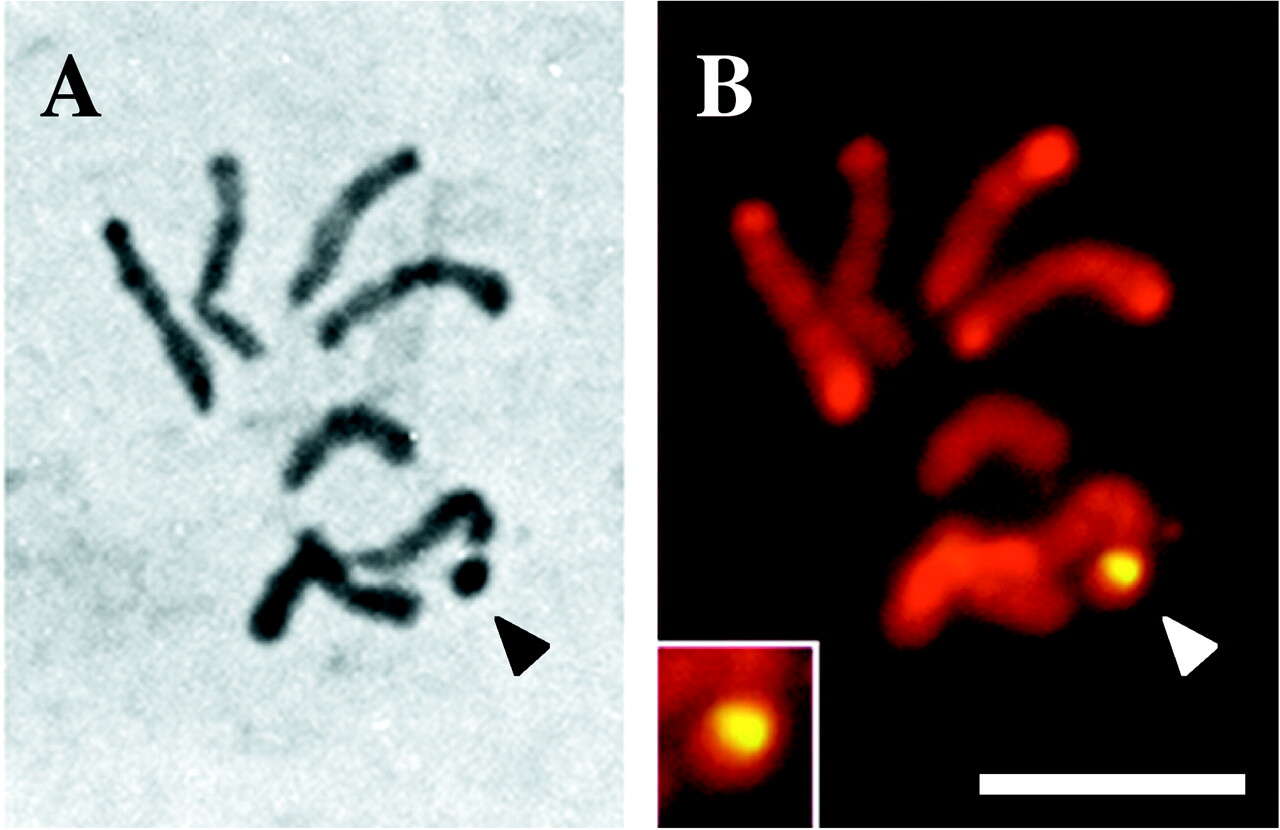 Image of Complex thallose liverworts