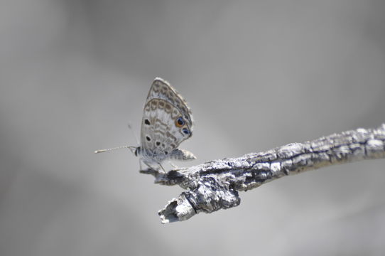 Image of <i>Cyclargus thomasi bethunebakeri</i> (Comstock & Huntington 1943)