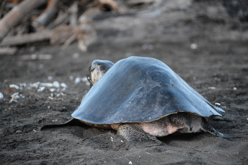 Image of Olive Ridley