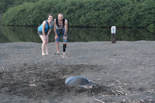 Image of Olive Ridley