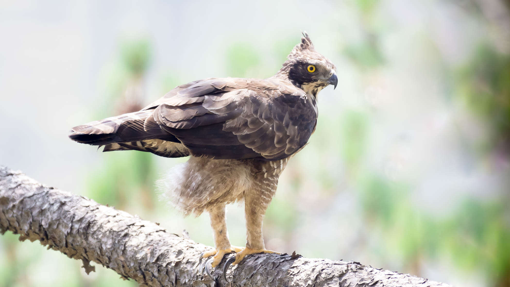 Nisaetus nipalensis Hodgson 1836 resmi