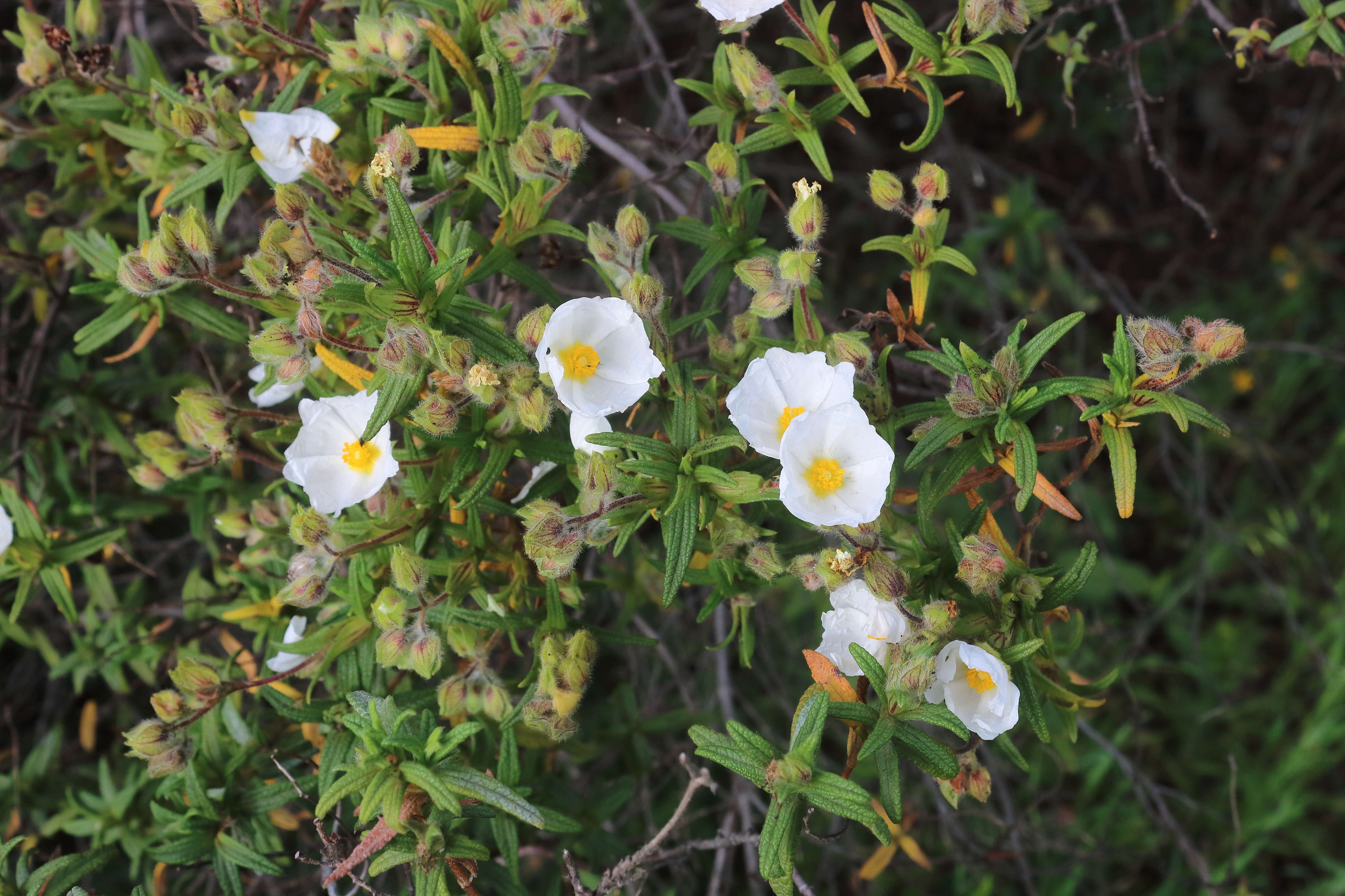 Imagem de Cistus monspeliensis L.