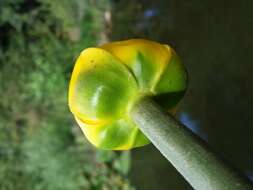 Image of Yellow Water-lily