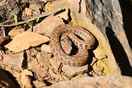 Image of Armenian Viper