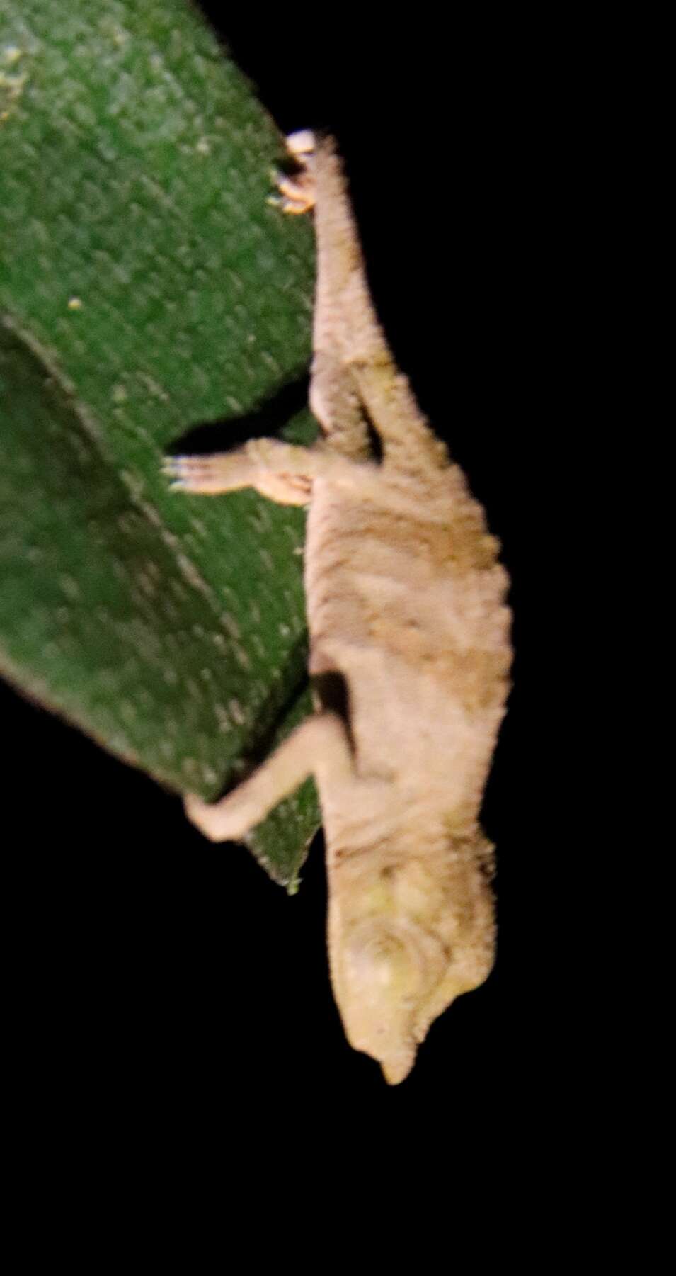 Image of Marshall's African Leaf Chameleon