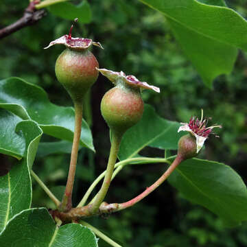 Plancia ëd Pyrus communis subsp. pyraster (L.) Ehrh.